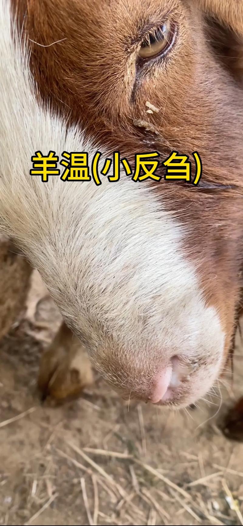 聚焦隆阳区养殖场:绿色生态养殖的发展趋势